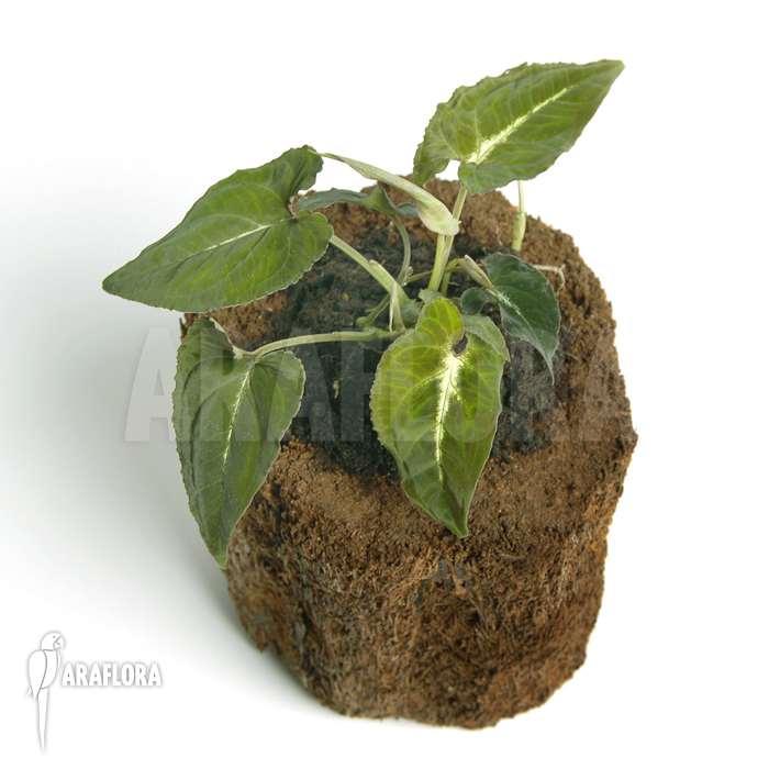 Syngonium wendlandii