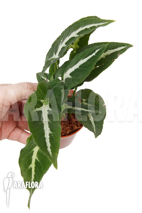 Syngonium wendlandii