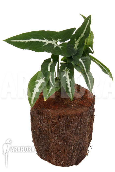 Syngonium wendlandii ‘L’