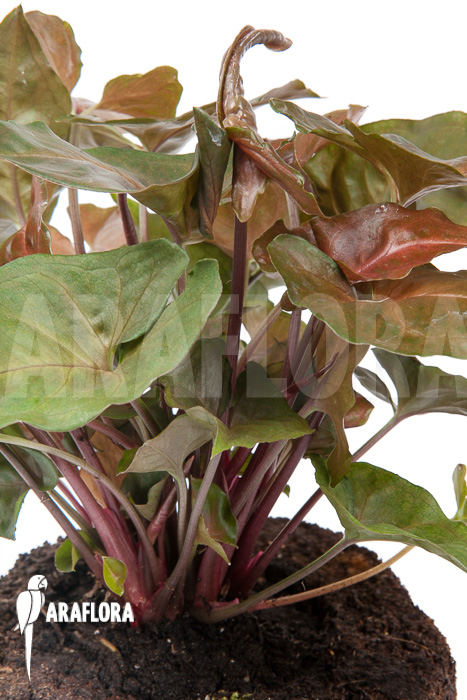 Syngonium x ‘Maria Dark’