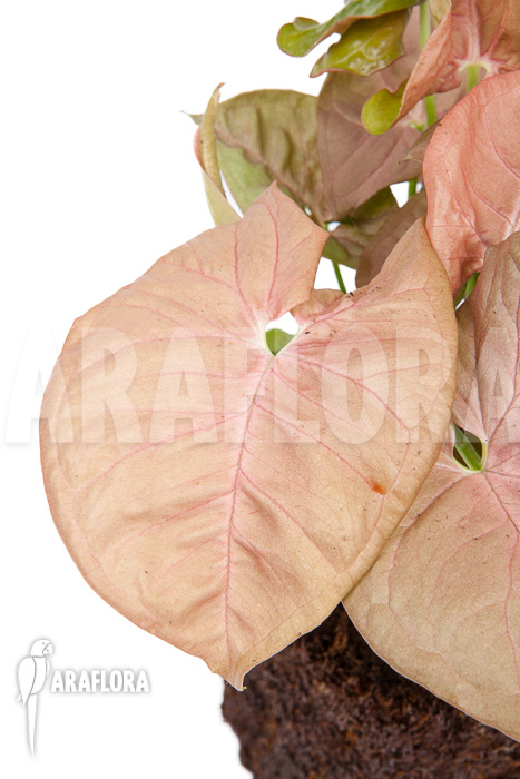 Syngonium x ‘Neon Pink’