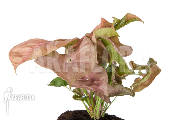 Syngonium x ‘Neon Pink’