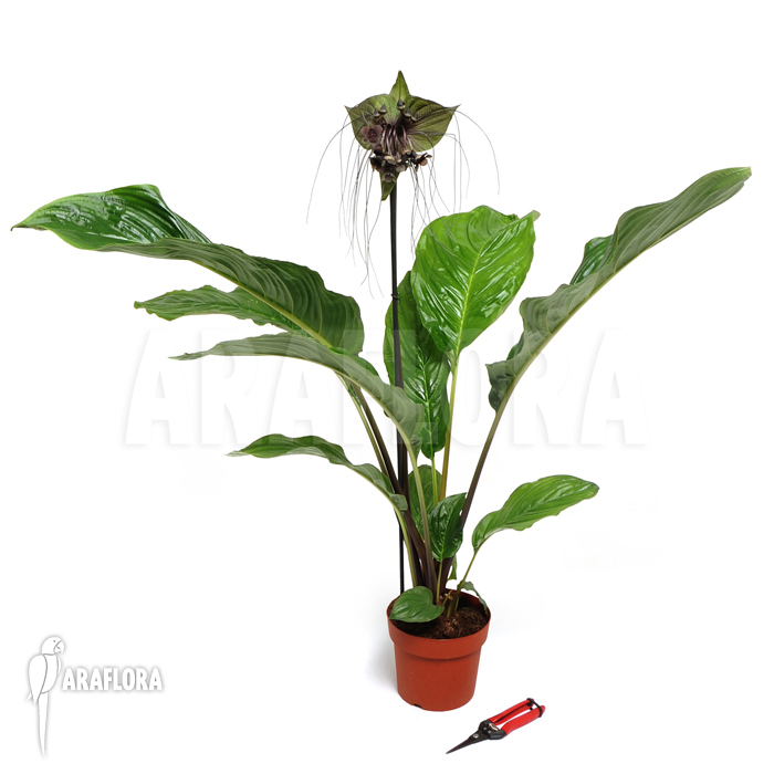Tacca chantrieri ‘Bat plant’
