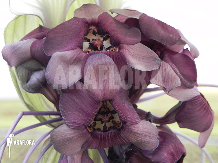 Tacca integrifolia ‘White Bat plant’