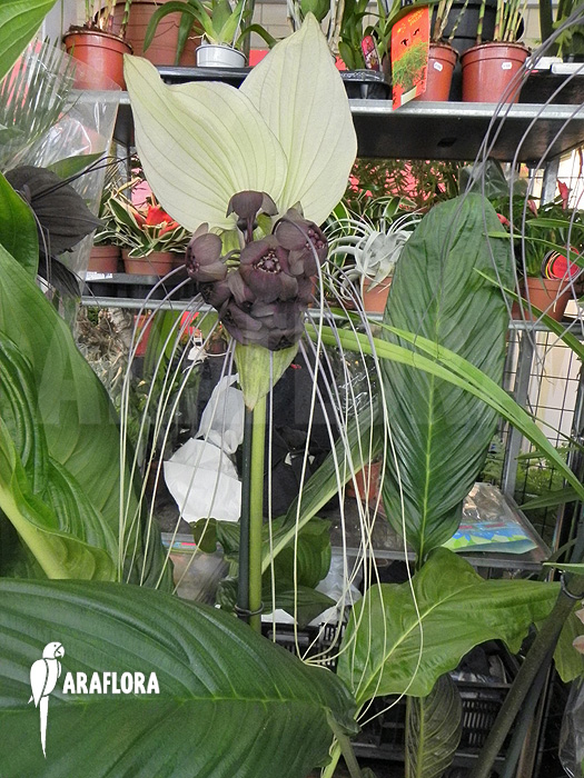 Tacca integrifolia ‘White Bat plant’