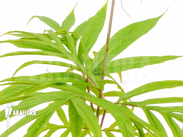 Tacca leontopetaloides B