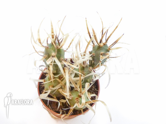 Tephrocactus papyracanthus