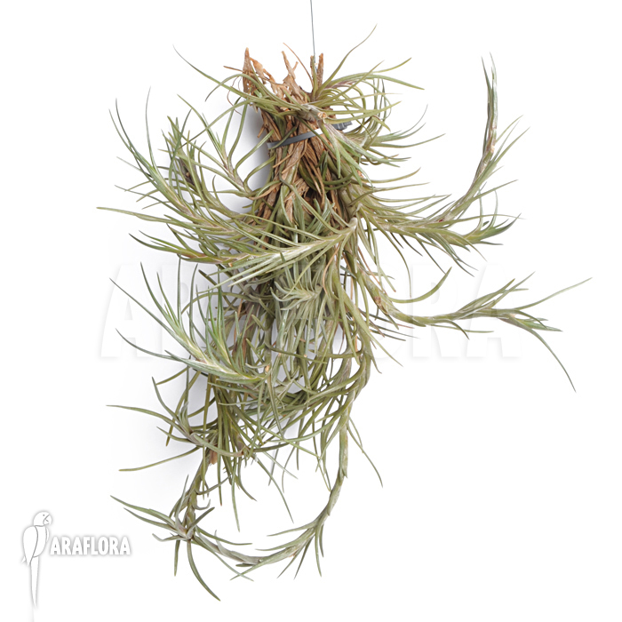 Tillandsia albertiana