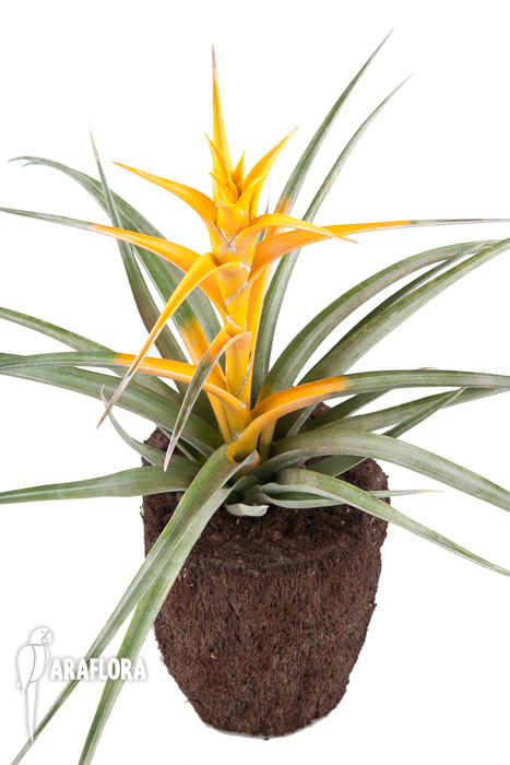Tillandsia capitata ‘Maya Gold’