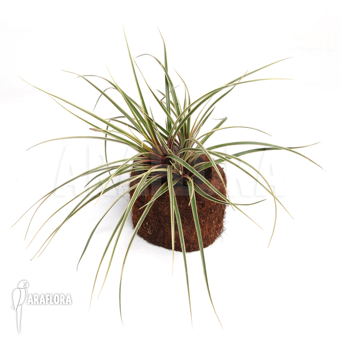 Tillandsia cyanea ‘Variagated’