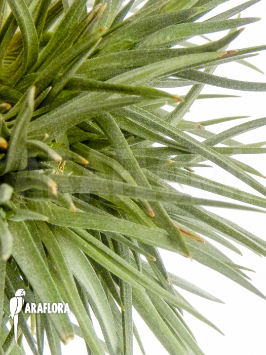 Tillandsia dorotheae