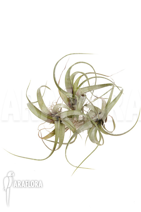 Tillandsia flexuosa