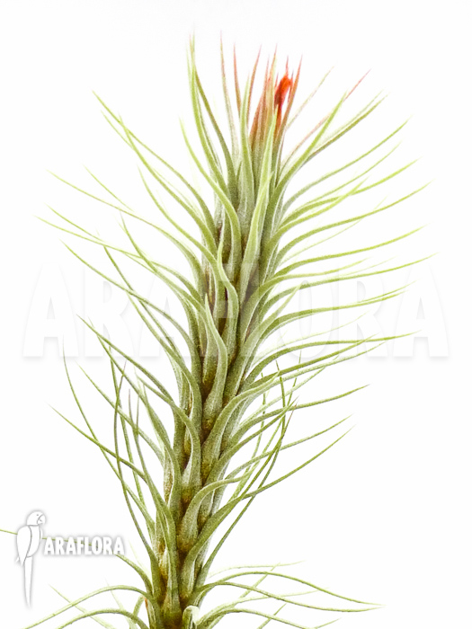 Tillandsia-funckiana-4