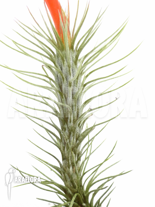 Tillandsia-funckiana-6