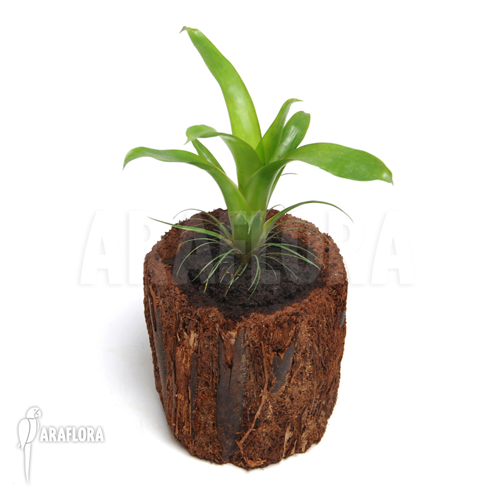 Tillandsia heterophylla