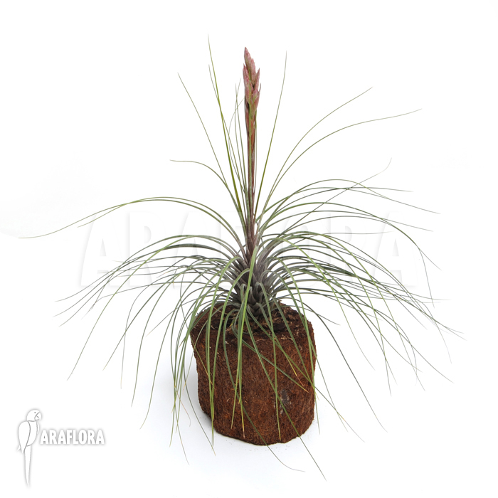 Tillandsia juncea