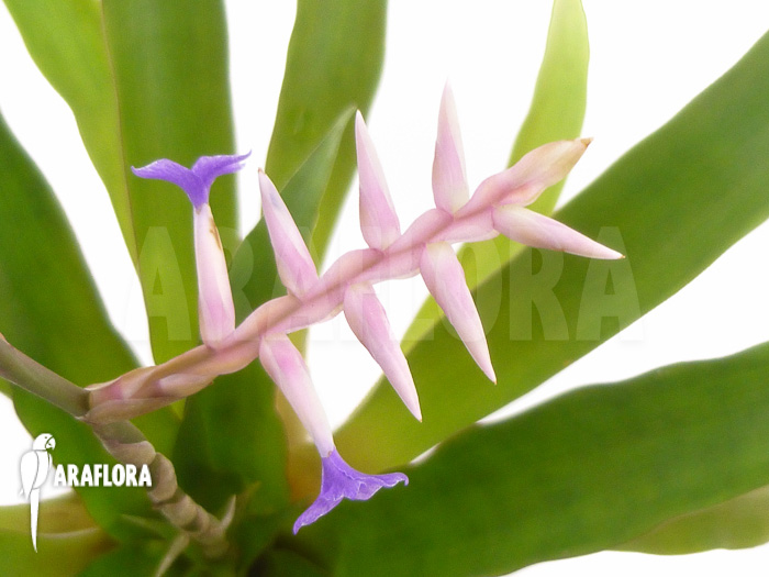 Tillandsia laxissima detail