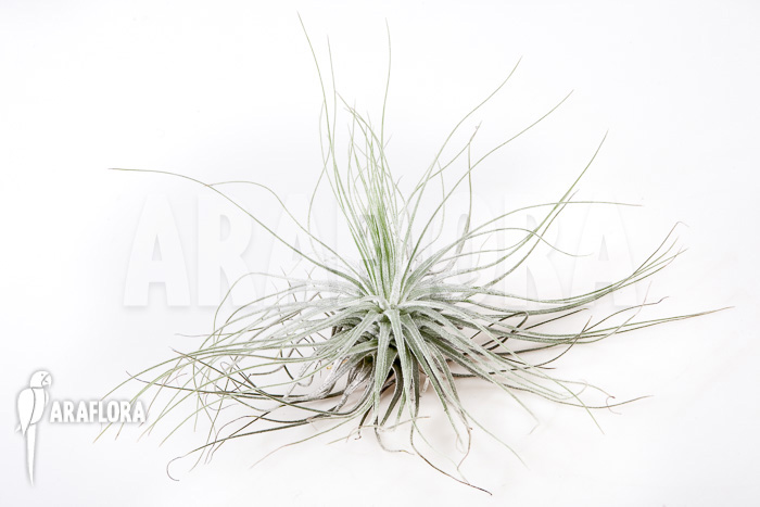 Tillandsia magnusiana’ starter’
