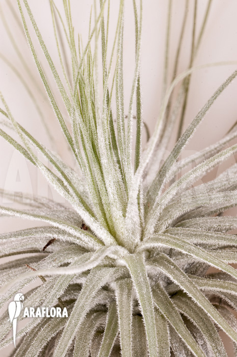 Tillandsia-magnusiana-starter-4