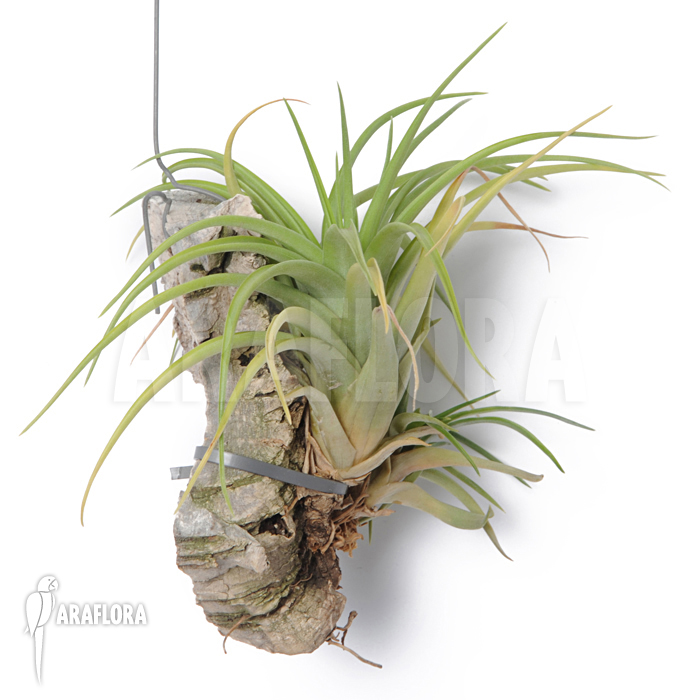 Tillandsia multiflora