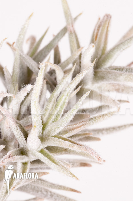 Tillandsia paleacea