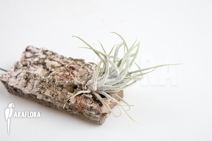 Tillandsia pruinosa