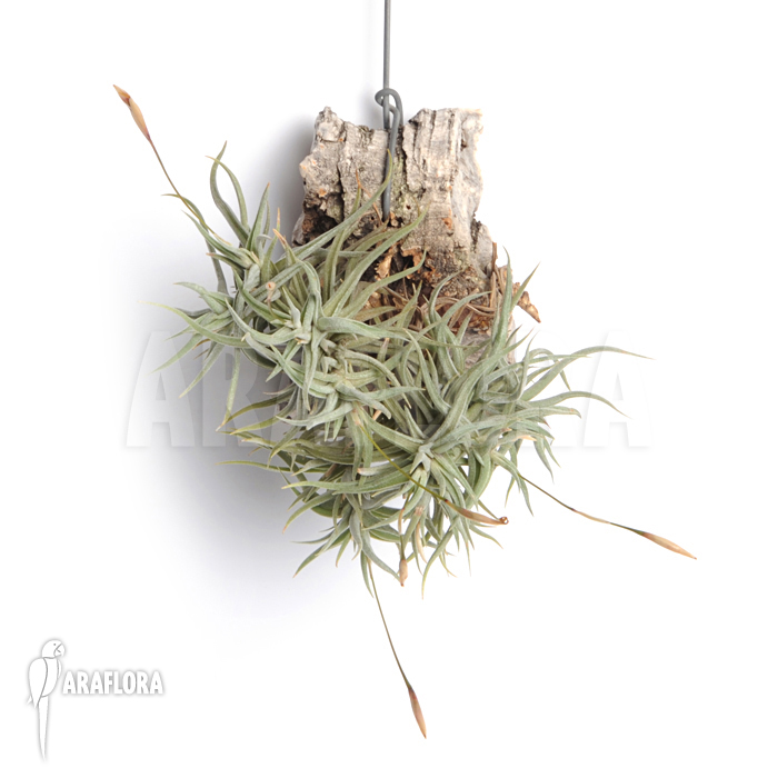 Tillandsia rectangula