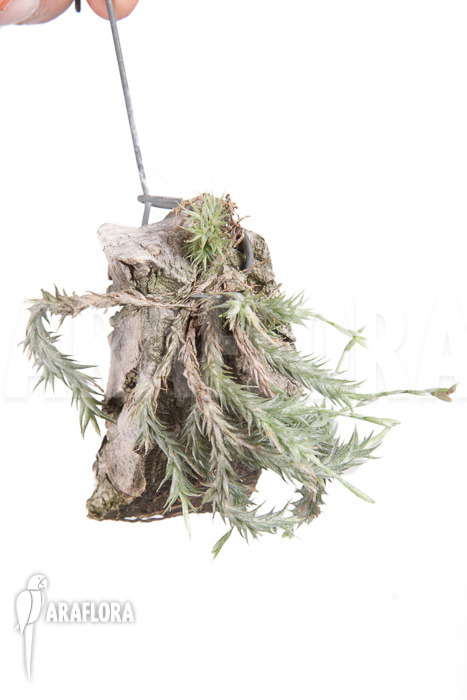 Tillandsia tricholepis