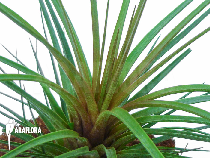 Tillandsia tricolor