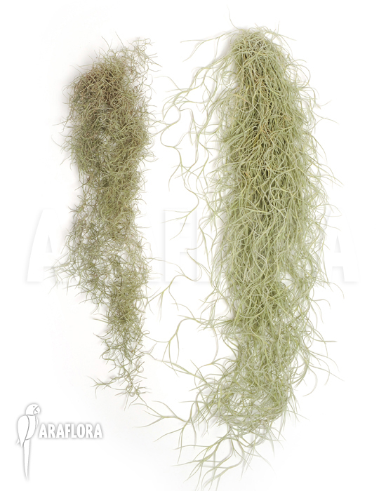 Tillandsia usneoides ‘Small versus large leaf’