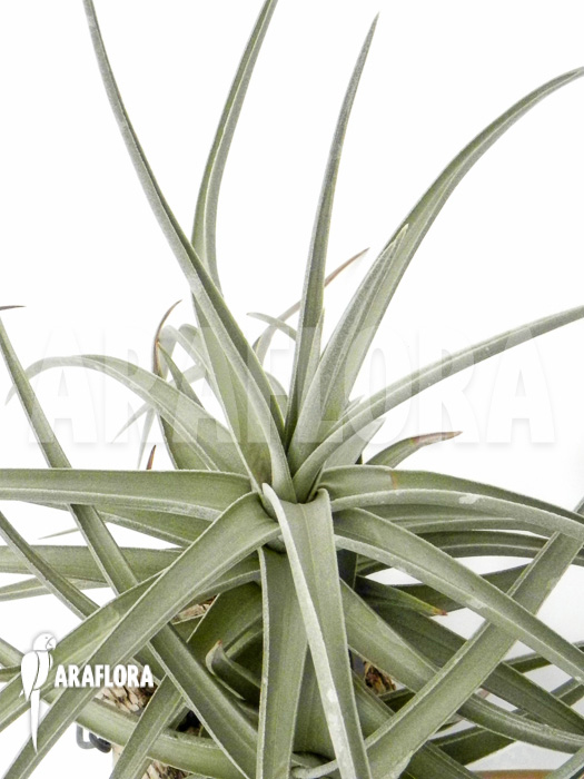 Tillandsia xiphioides