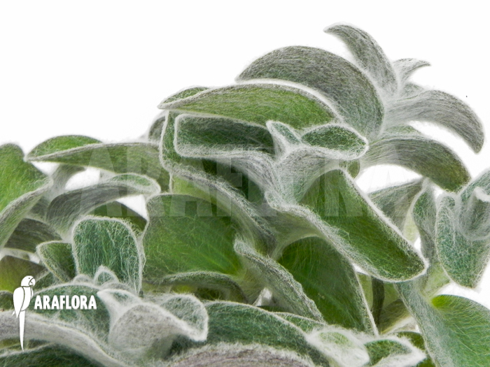 Tradescantia sillamontana