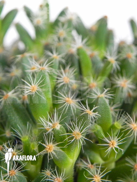 Trichodiadema densum
