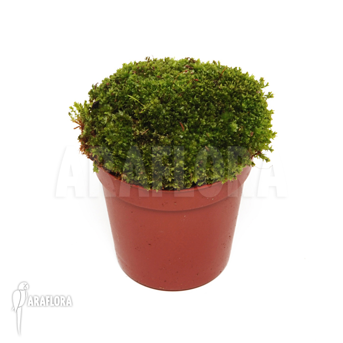 Tropical moss amazon Starter