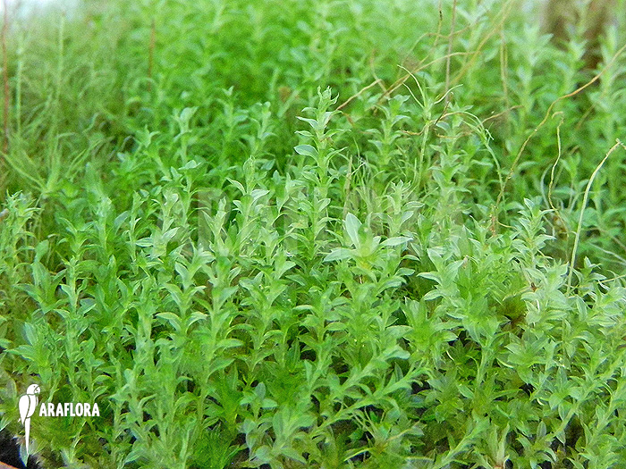 Tropical moss amazon Starter