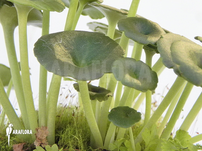 Umbilicus horizontalis