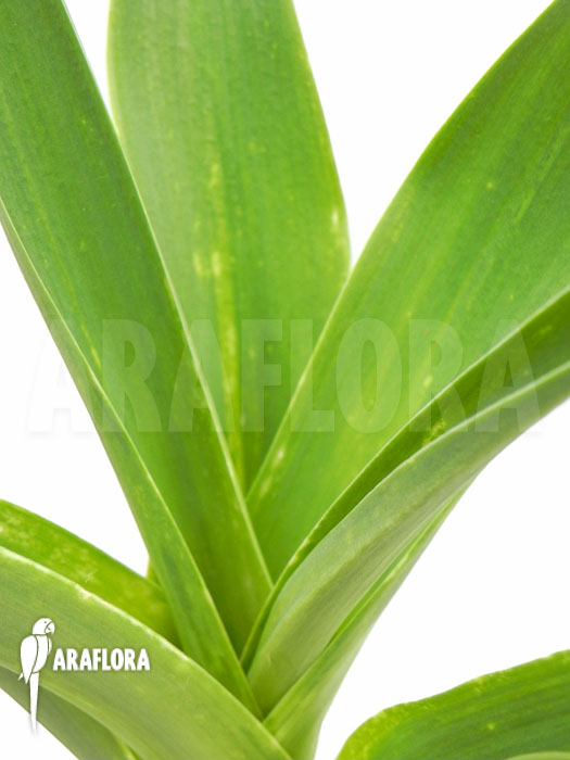 Urginea altissima ‘L’