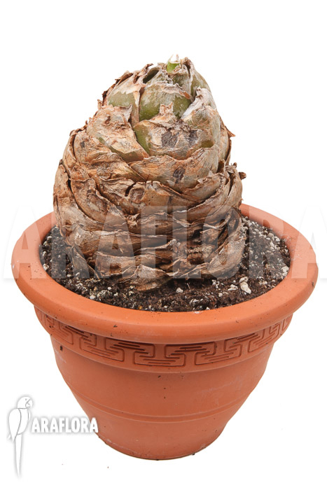 Urginea altissima ‘XL’