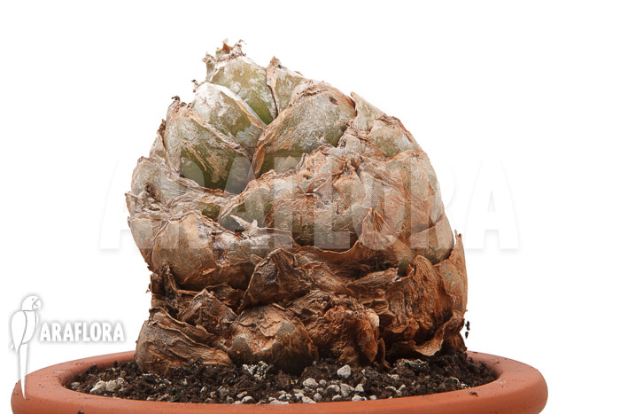 Urginea altissima ‘XL’