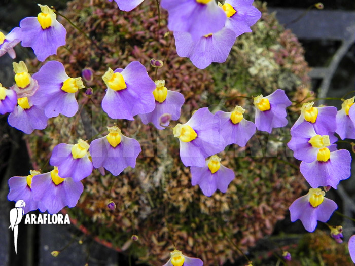 Utricularia bisquamata Flower