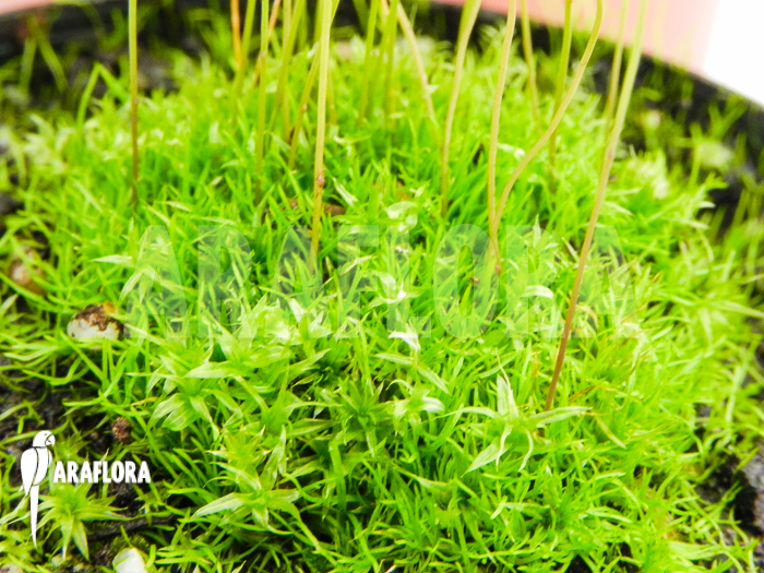 Utricularia blanchetii white flowers