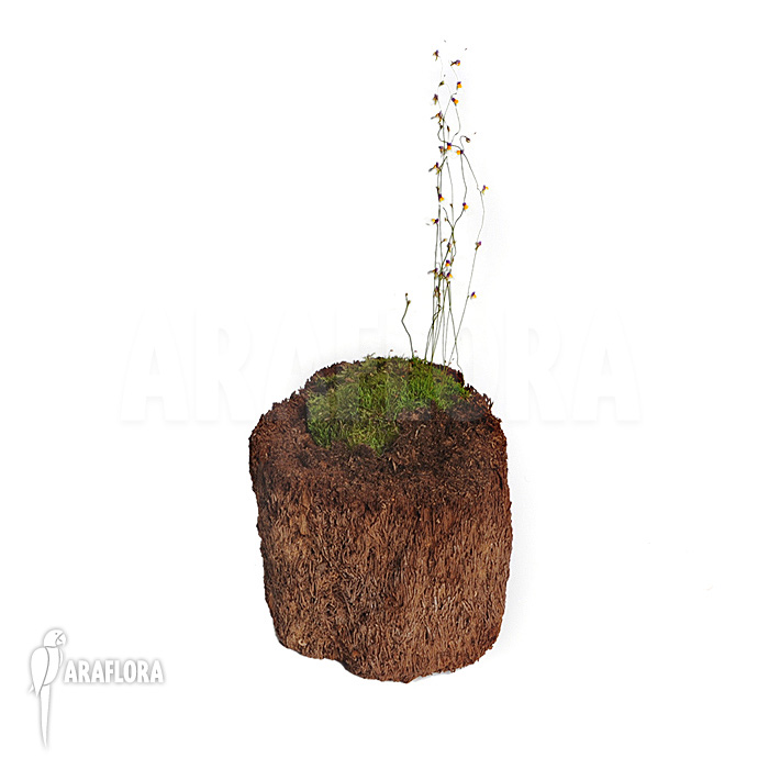 Utricularia parthenopipes