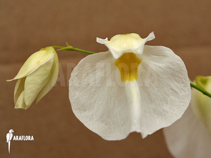Utricularia praetermissa