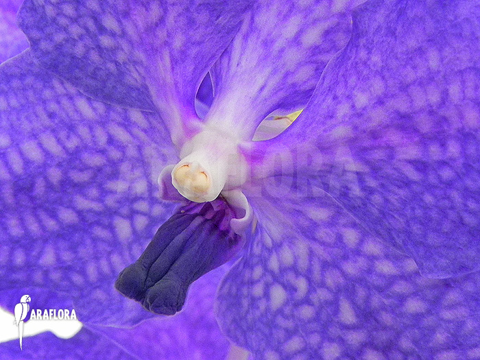 Vanda x ‘Blue Magic’
