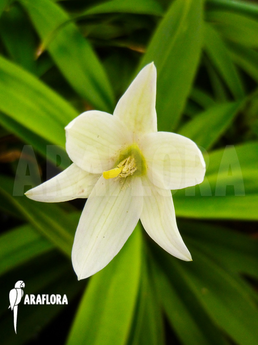 Vellozia species Brazil ‘White’