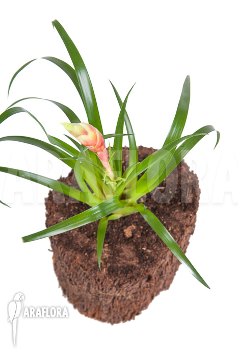 Vriesea ‘Astrid’