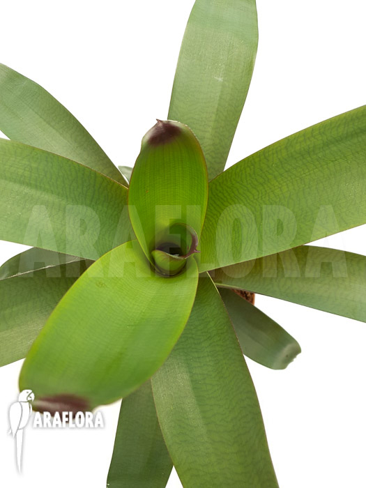 Vriesea bituminosa  ‘M’