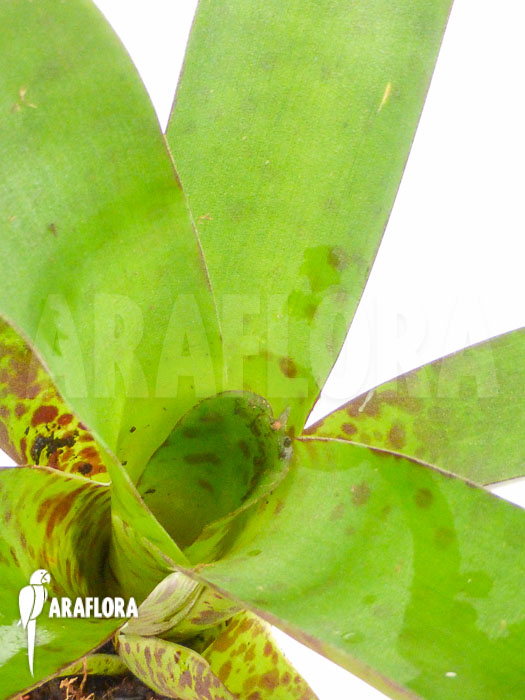 Vriesea fenestralis ‘Starter’