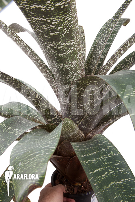 Vriesea fosteriana var seideliana