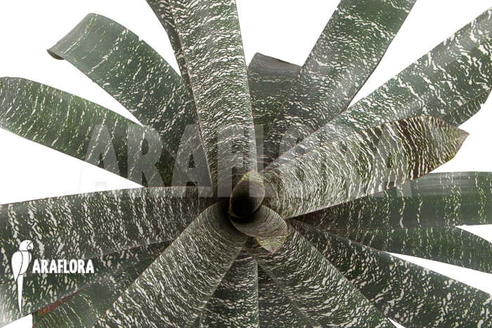 Vriesea fosteriana var seideliana